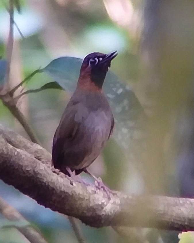 Mayan Antthrush - ML638025412