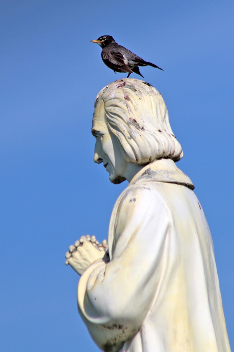 American Robin - ML638025420