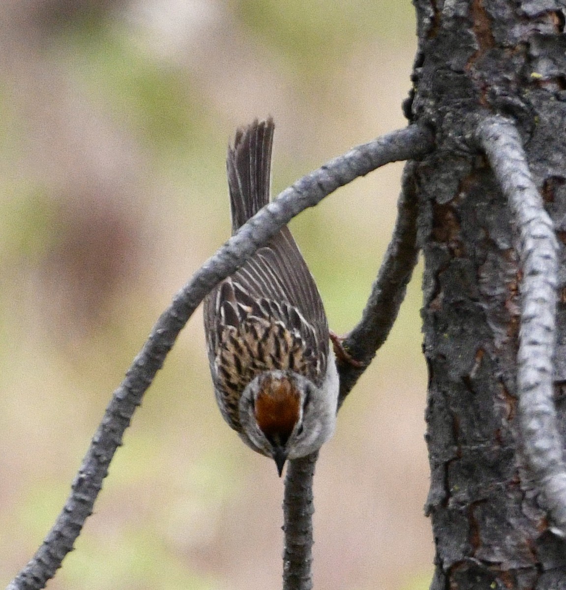Chipping Sparrow - ML638025437