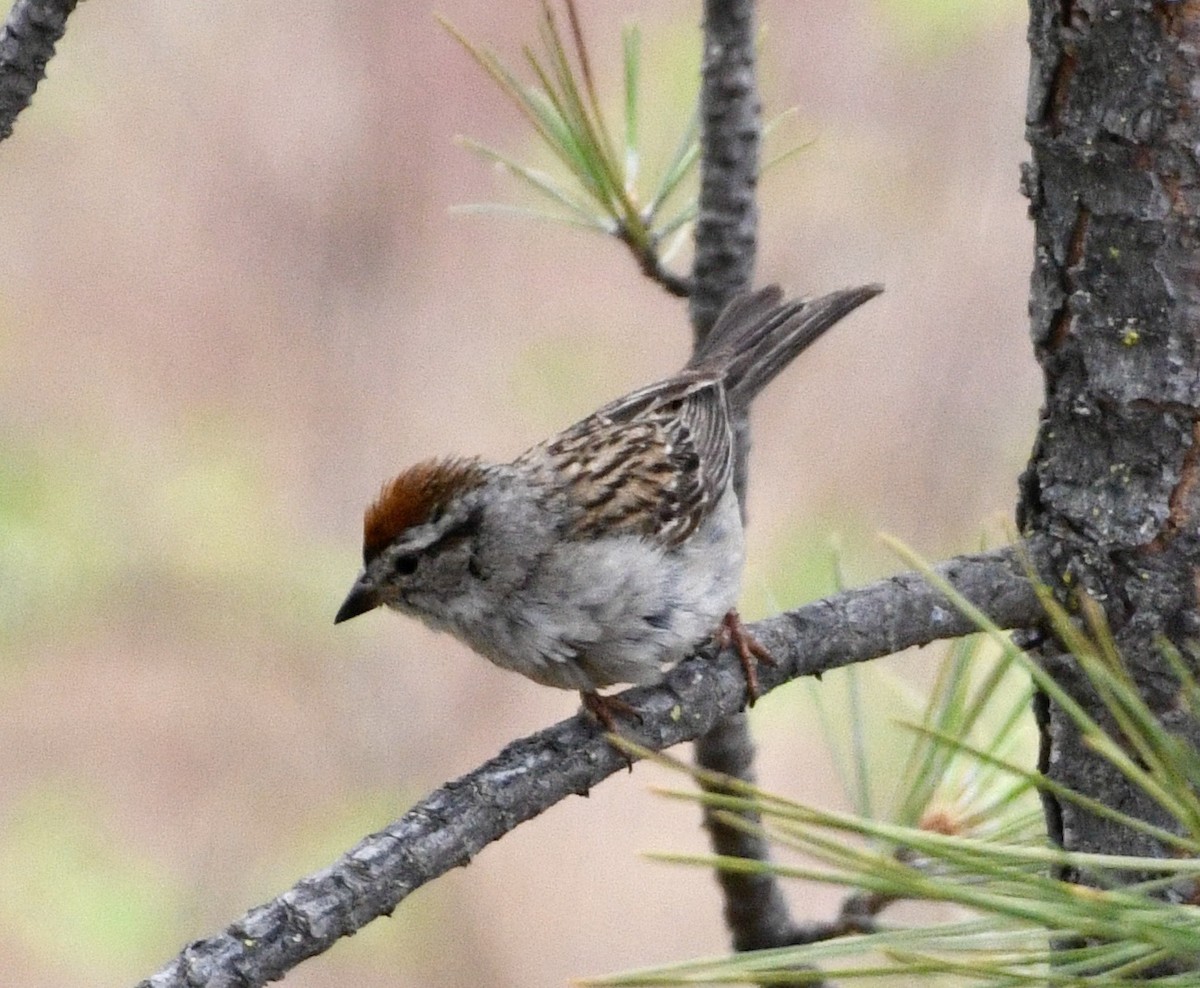 Chipping Sparrow - ML638025438