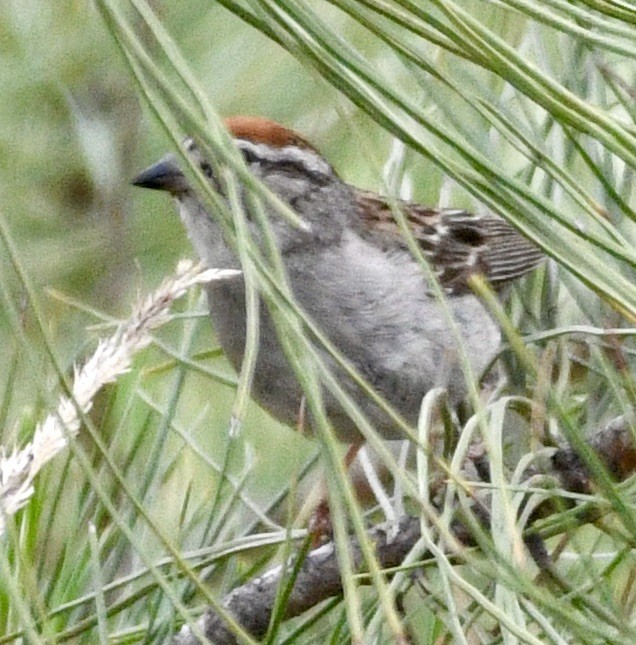 Chipping Sparrow - ML638025439