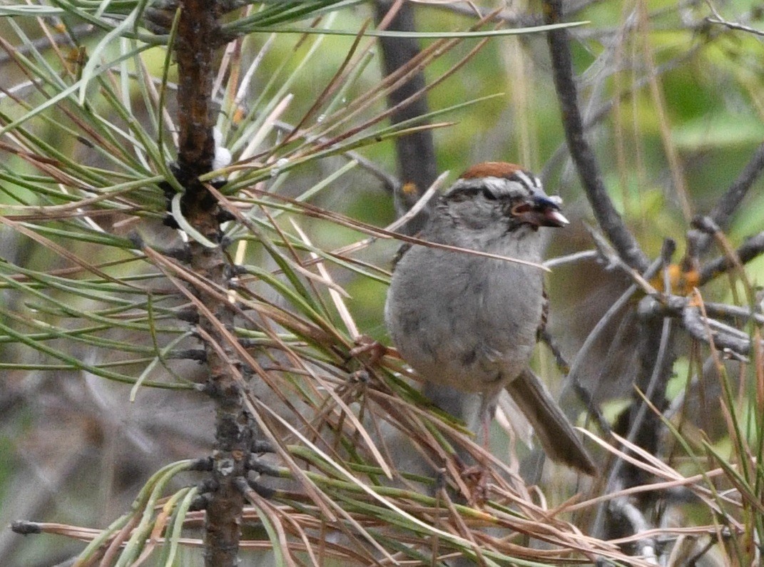 Chipping Sparrow - ML638025440