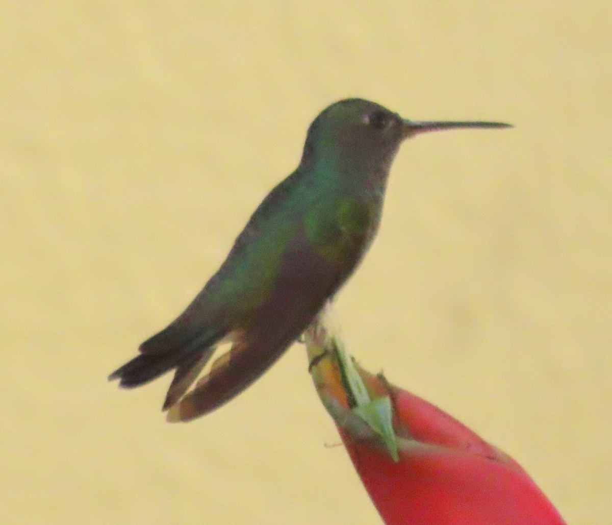 Violet-capped Woodnymph - ML638025449