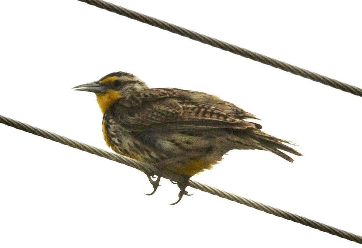 Western Meadowlark - ML638025465