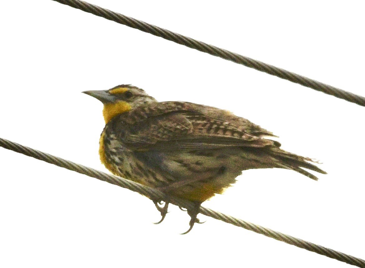 Western Meadowlark - ML638025466