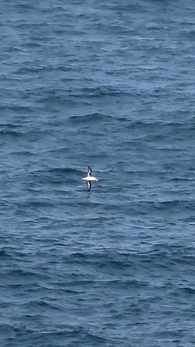 Black-browed Albatross - ML638025474