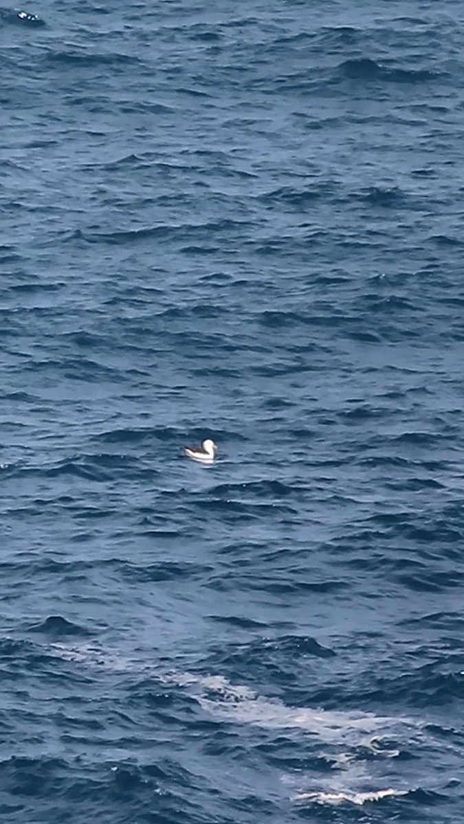 Black-browed Albatross - ML638025475