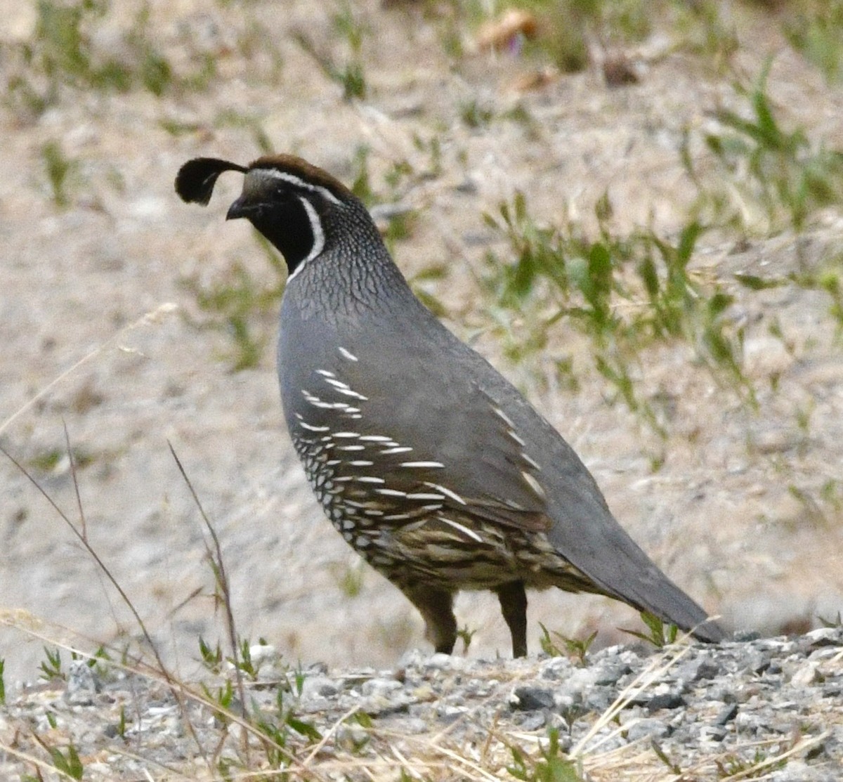 Galeper kaliforniarra - ML638025487