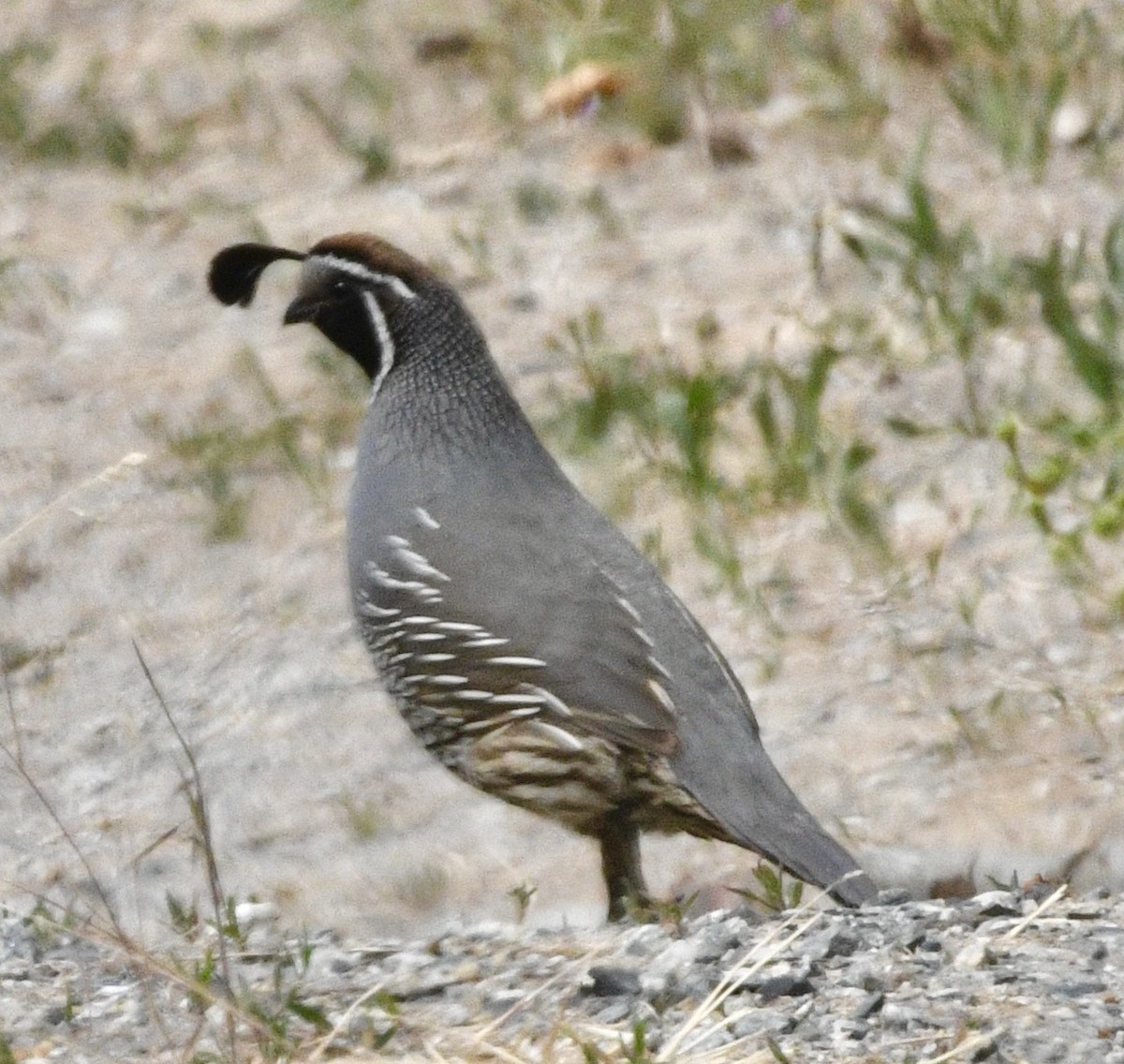 Galeper kaliforniarra - ML638025488