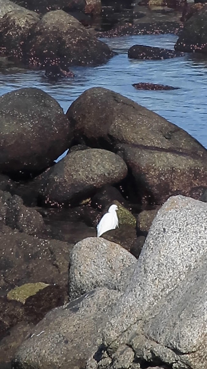 Snowy Egret - ML638025499