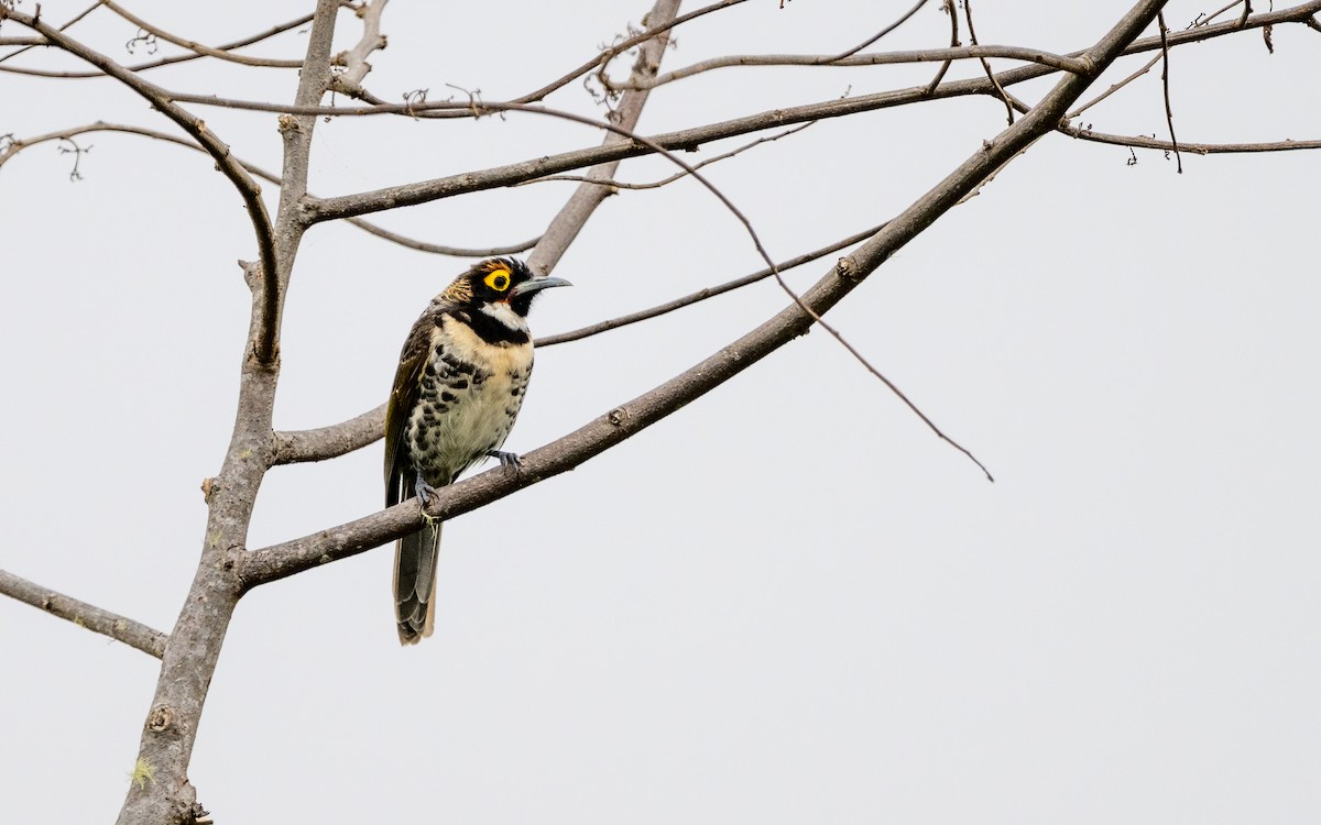 Ornate Melidectes - ML638025545
