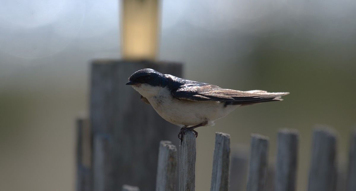 Tree Swallow - ML638025561