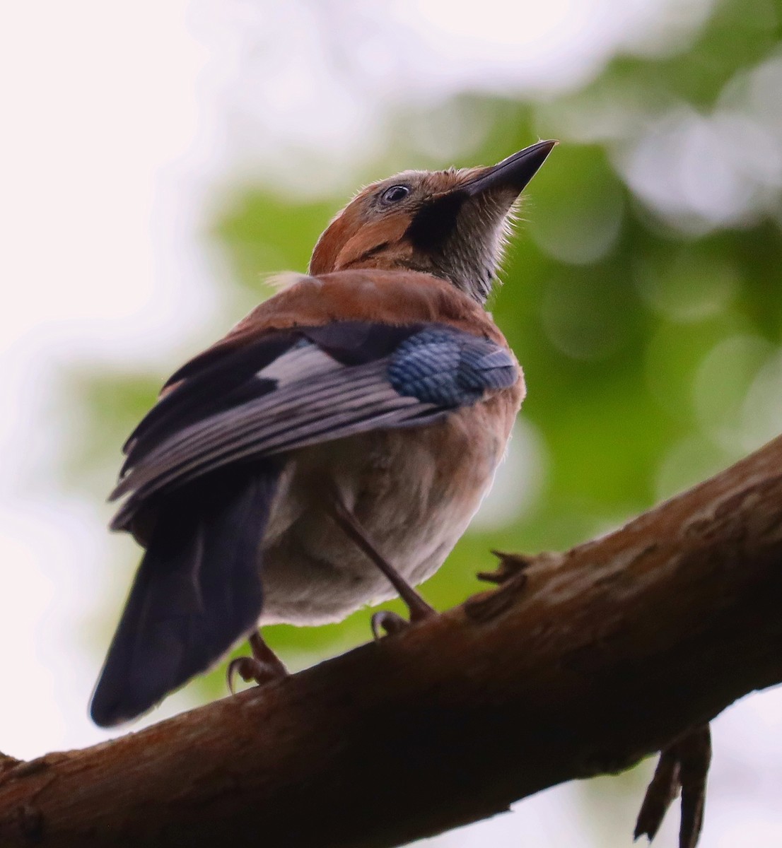 Eurasian Jay - ML638025578