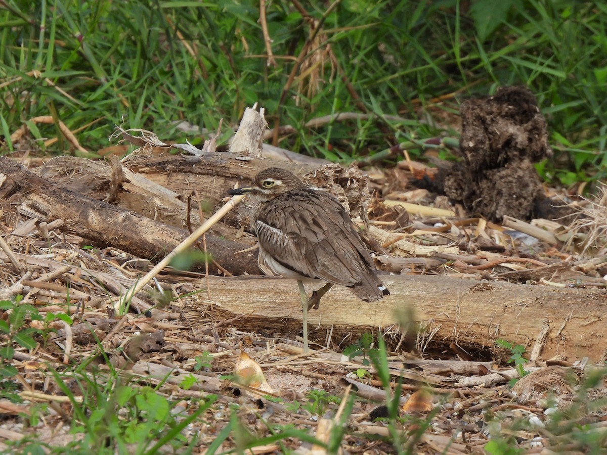 Water Thick-knee - ML638025657