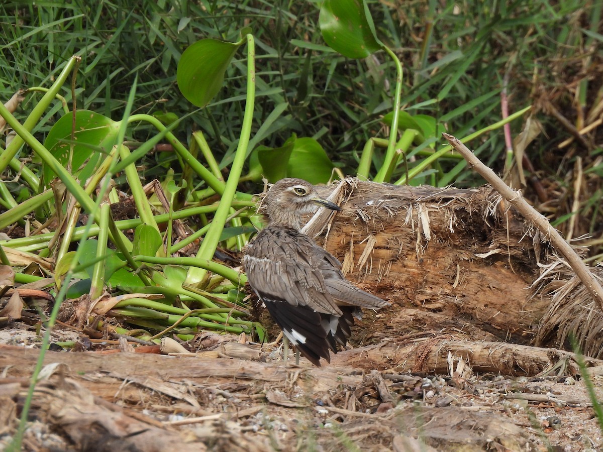 Water Thick-knee - ML638025658