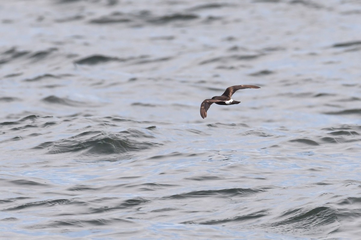 Band-rumped Storm-Petrel - ML638025660