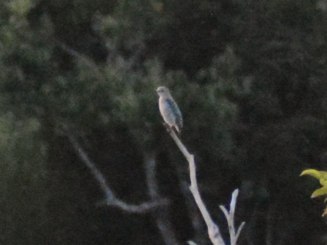 Lovely Cotinga - ML638025667