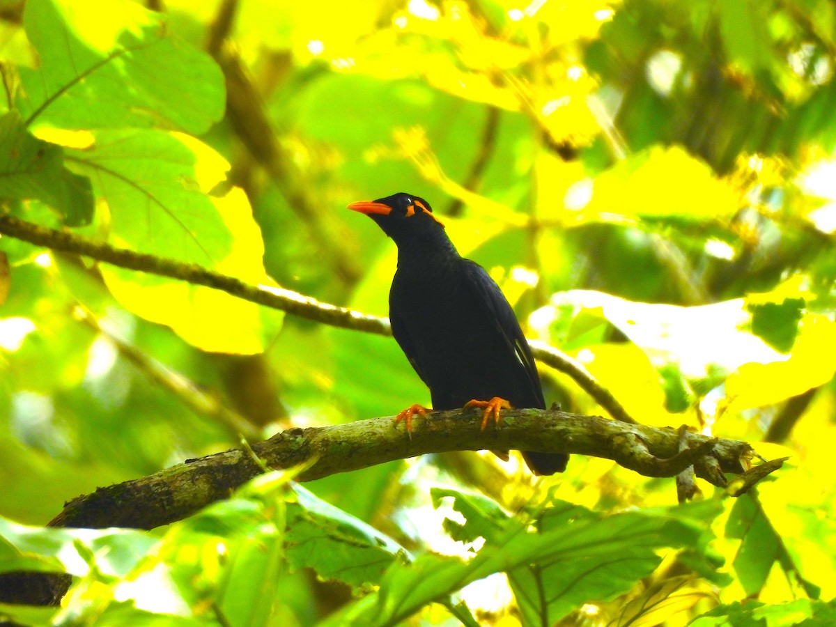 Southern Hill Myna - ML638025668