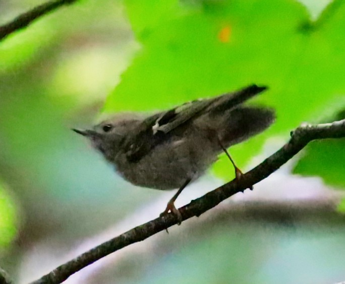 Goldcrest - ML638025677