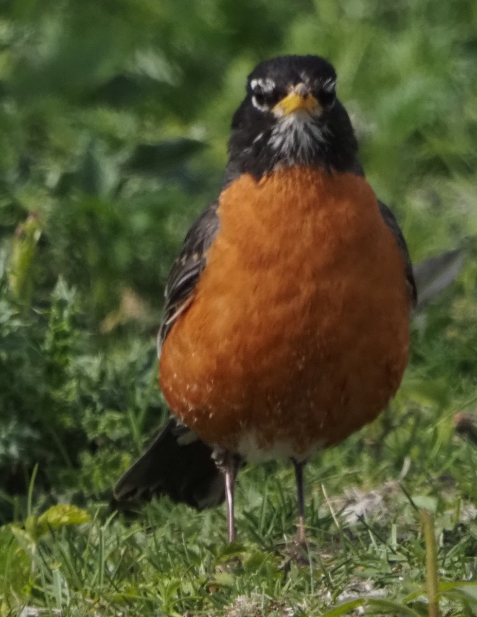 American Robin - ML638025744