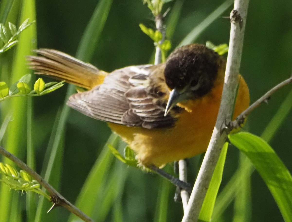 Baltimore Oriole - ML638025748