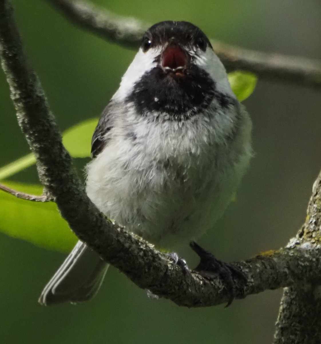 Black-capped Chickadee - ML638025757