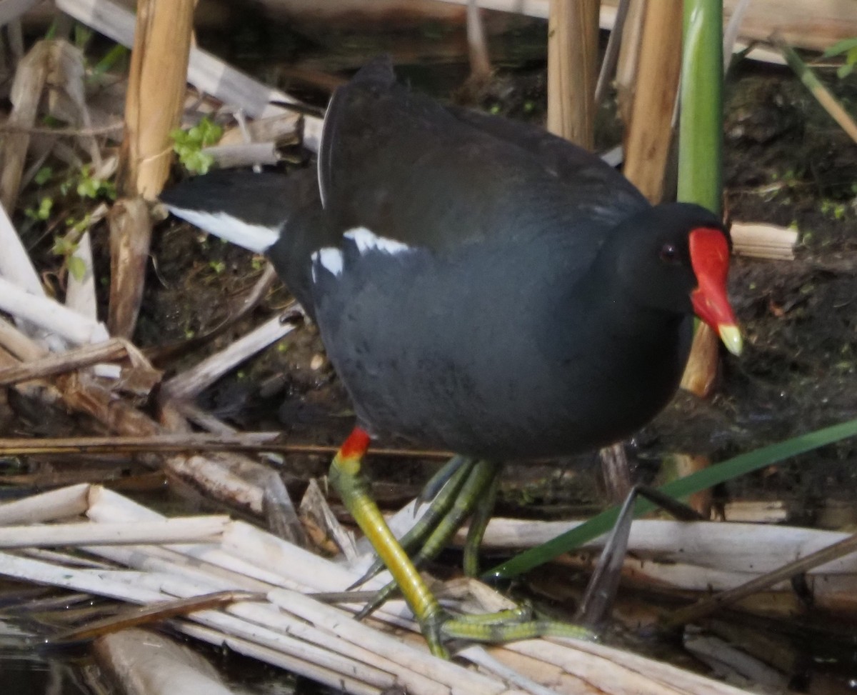 Common Gallinule - ML638025769