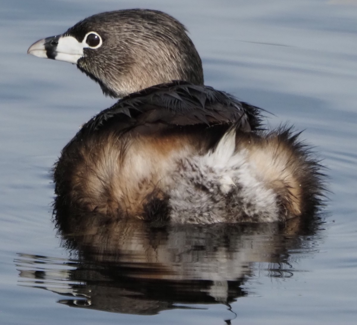 Pied-billed Grebe - ML638025780
