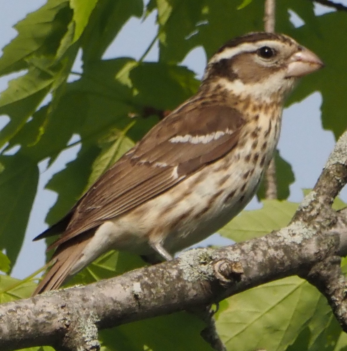 Rose-breasted Grosbeak - ML638025788