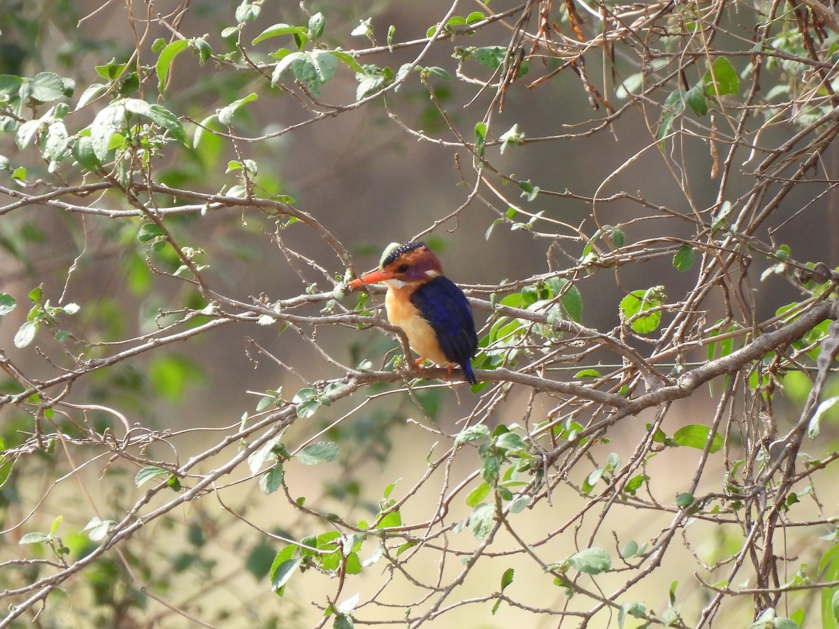 African Pygmy Kingfisher - ML638025799