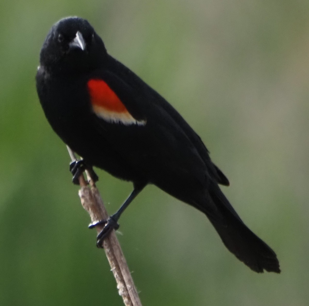 Red-winged Blackbird - ML638025800