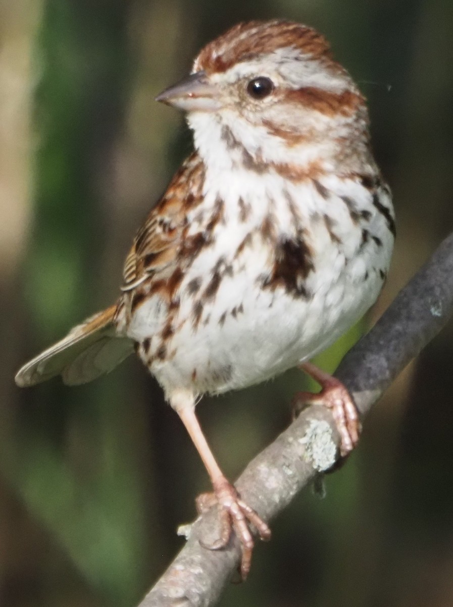 Song Sparrow - ML638025802