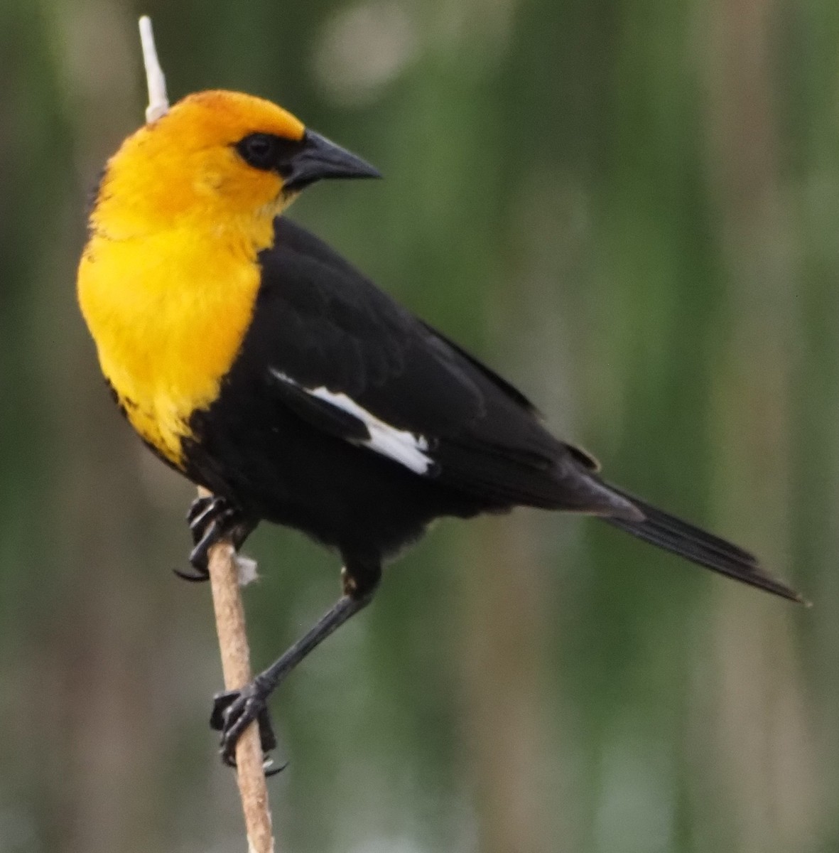 Yellow-headed Blackbird - ML638025807