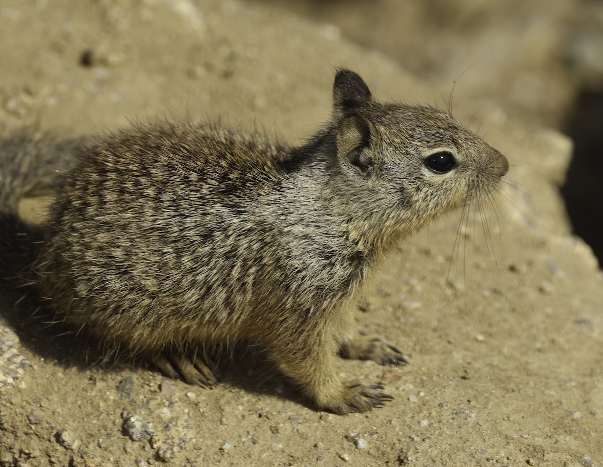 California Ground Squirrel - ML638025836