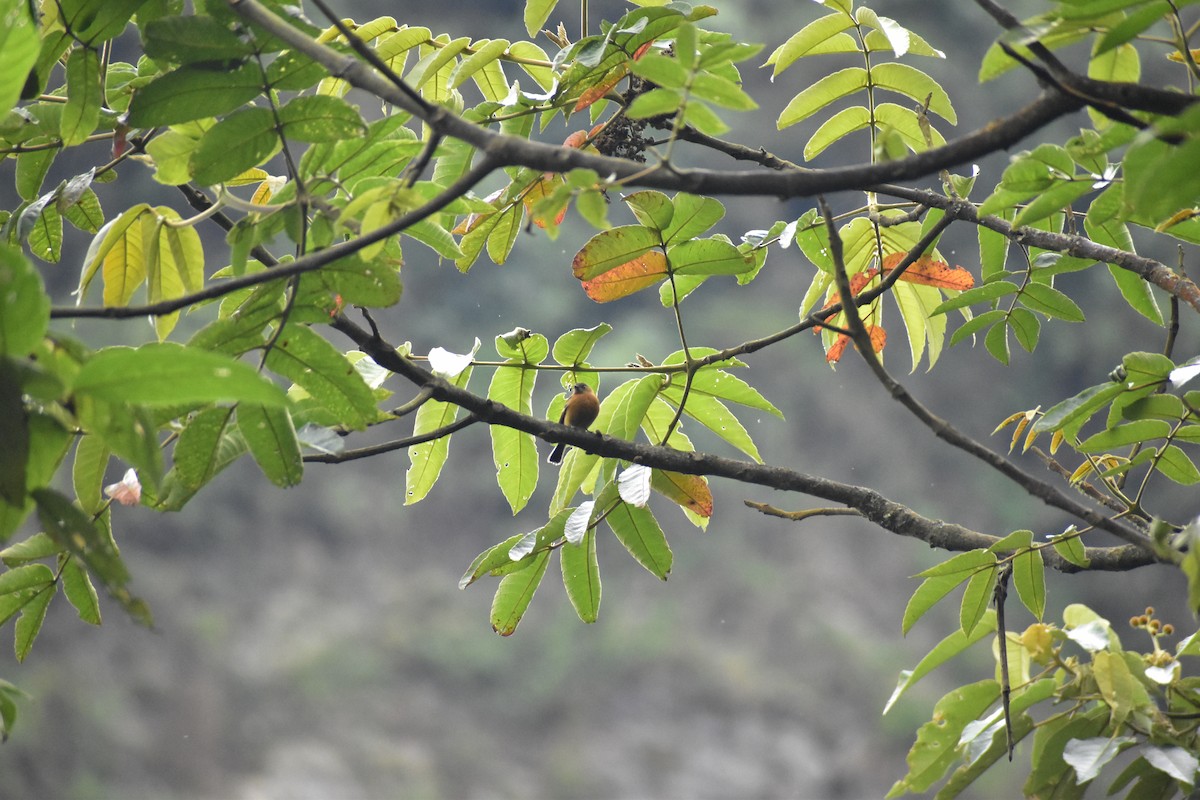 Cinnamon Flycatcher - ML638025850