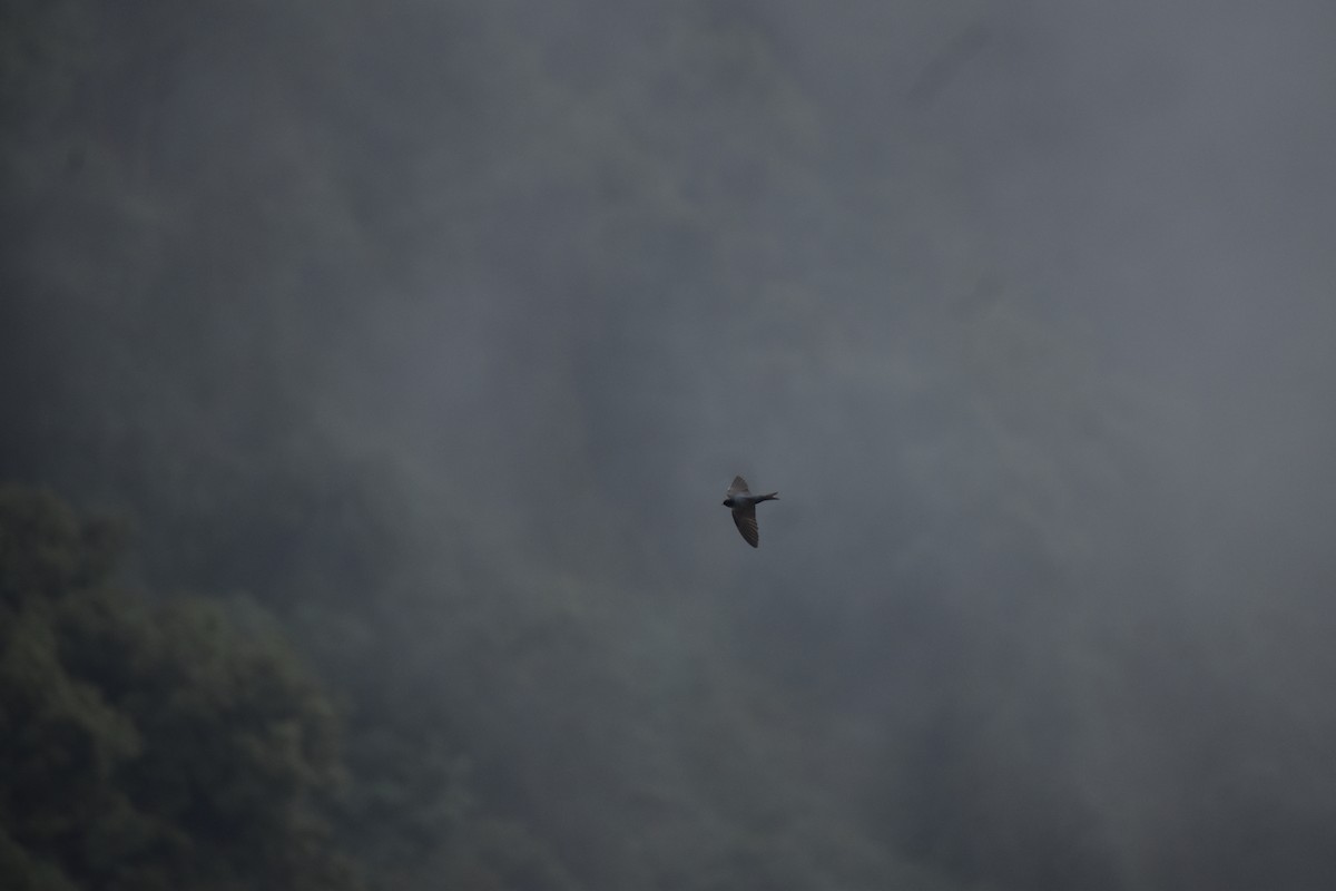 Brown-bellied Swallow - ML638025860