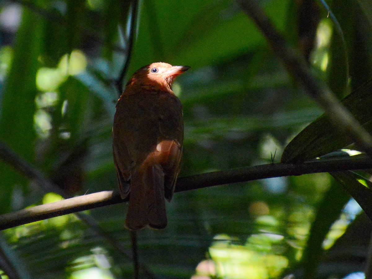 Rufous Piha - ML638025894