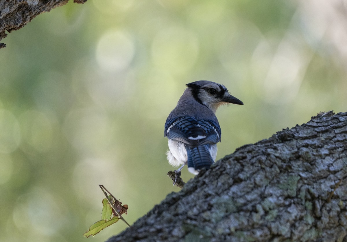 Blue Jay - ML638025895
