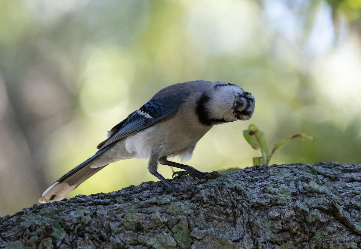 Blue Jay - ML638025897