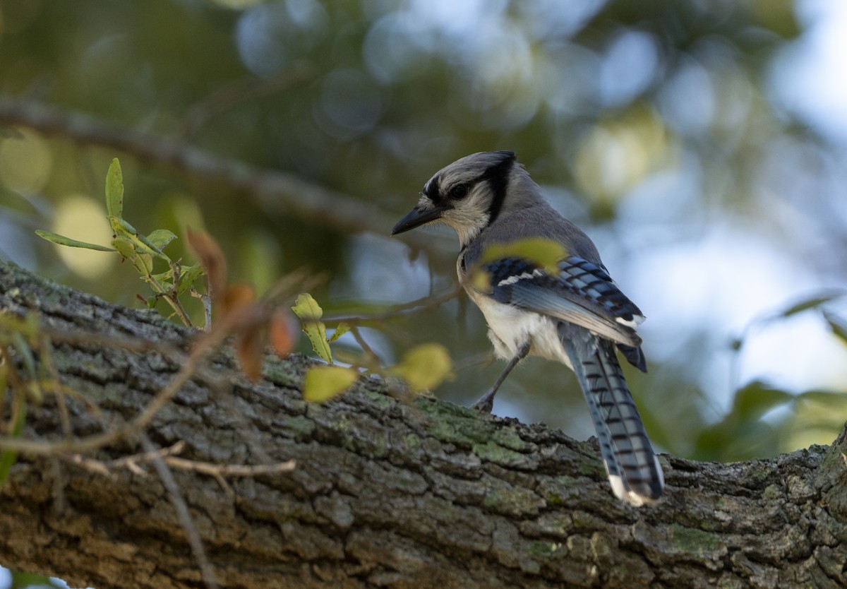 Blue Jay - ML638025910