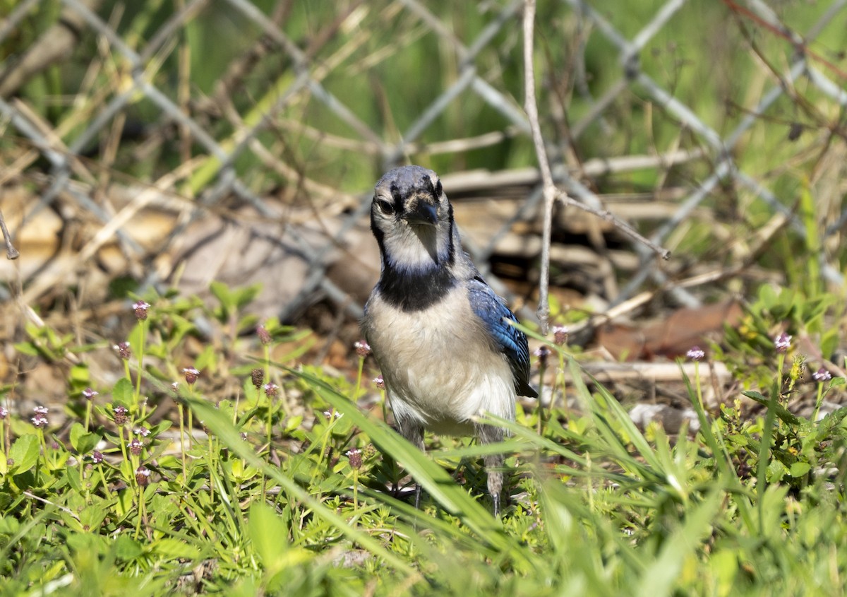 Blue Jay - ML638025913