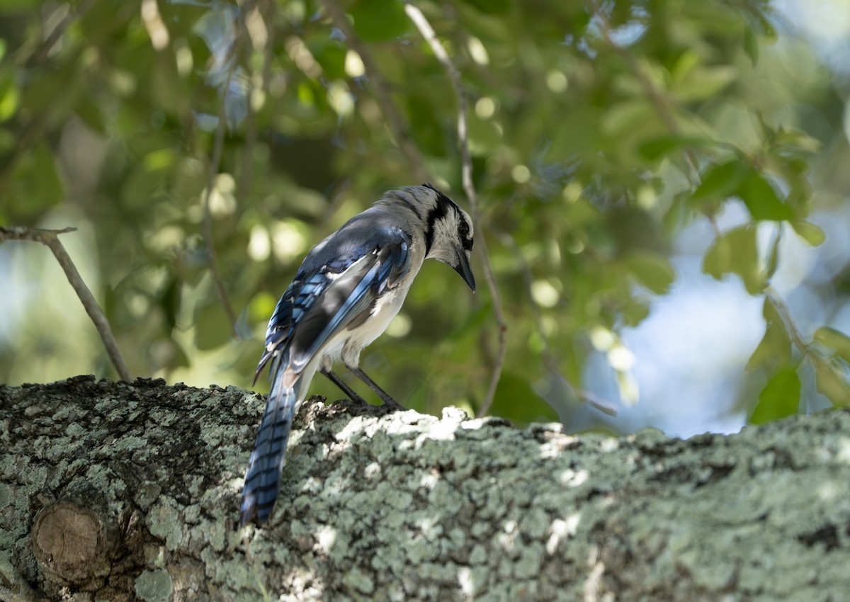 Blue Jay - ML638025920