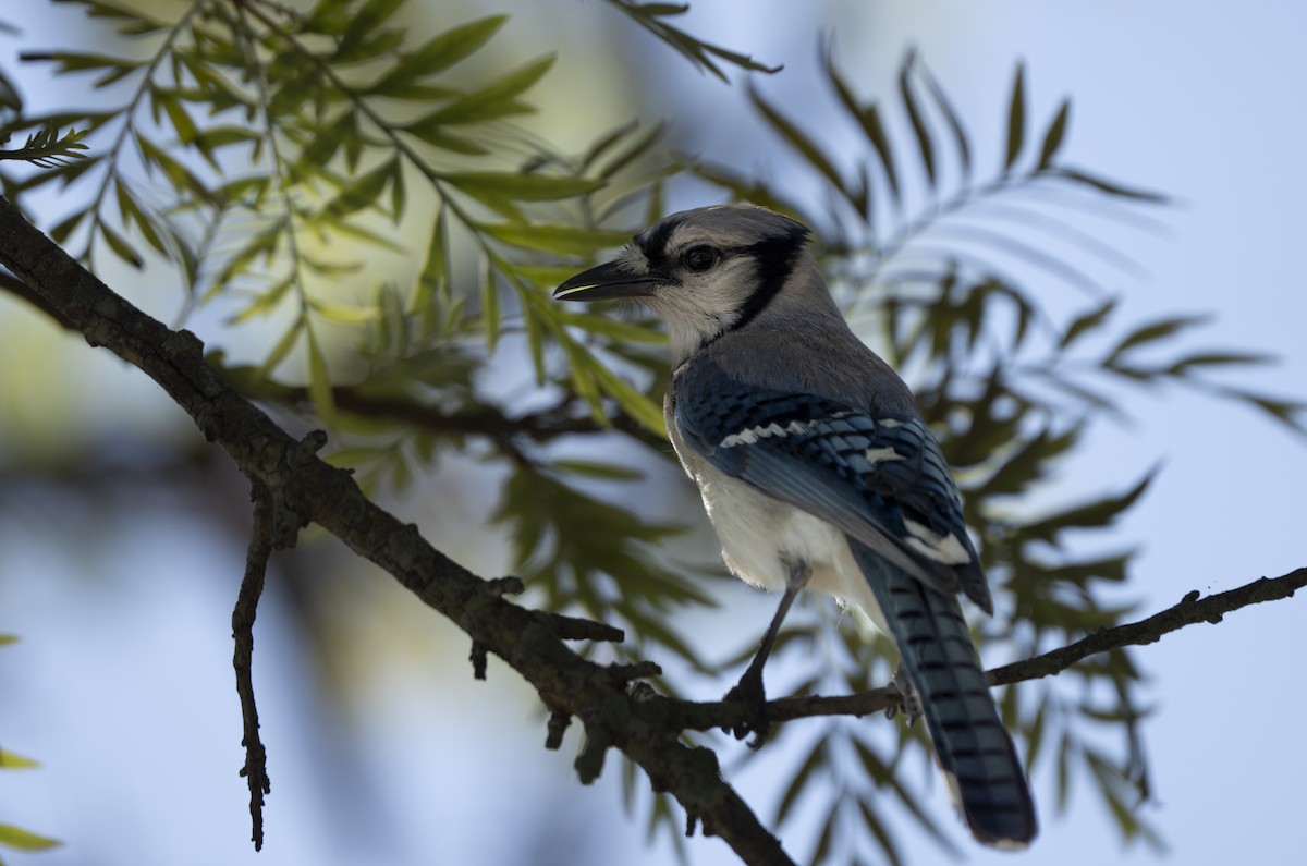 Blue Jay - ML638025923