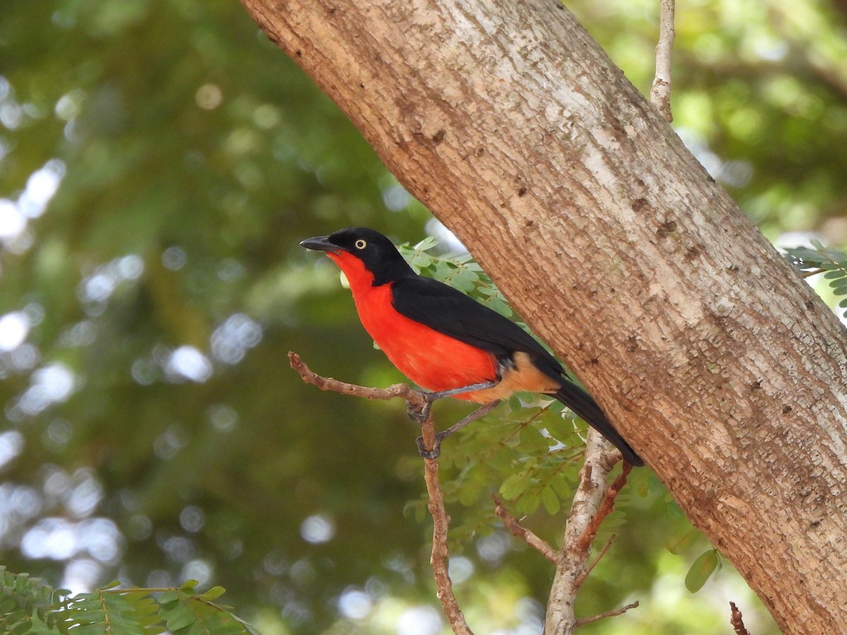 Black-headed Gonolek - ML638025932