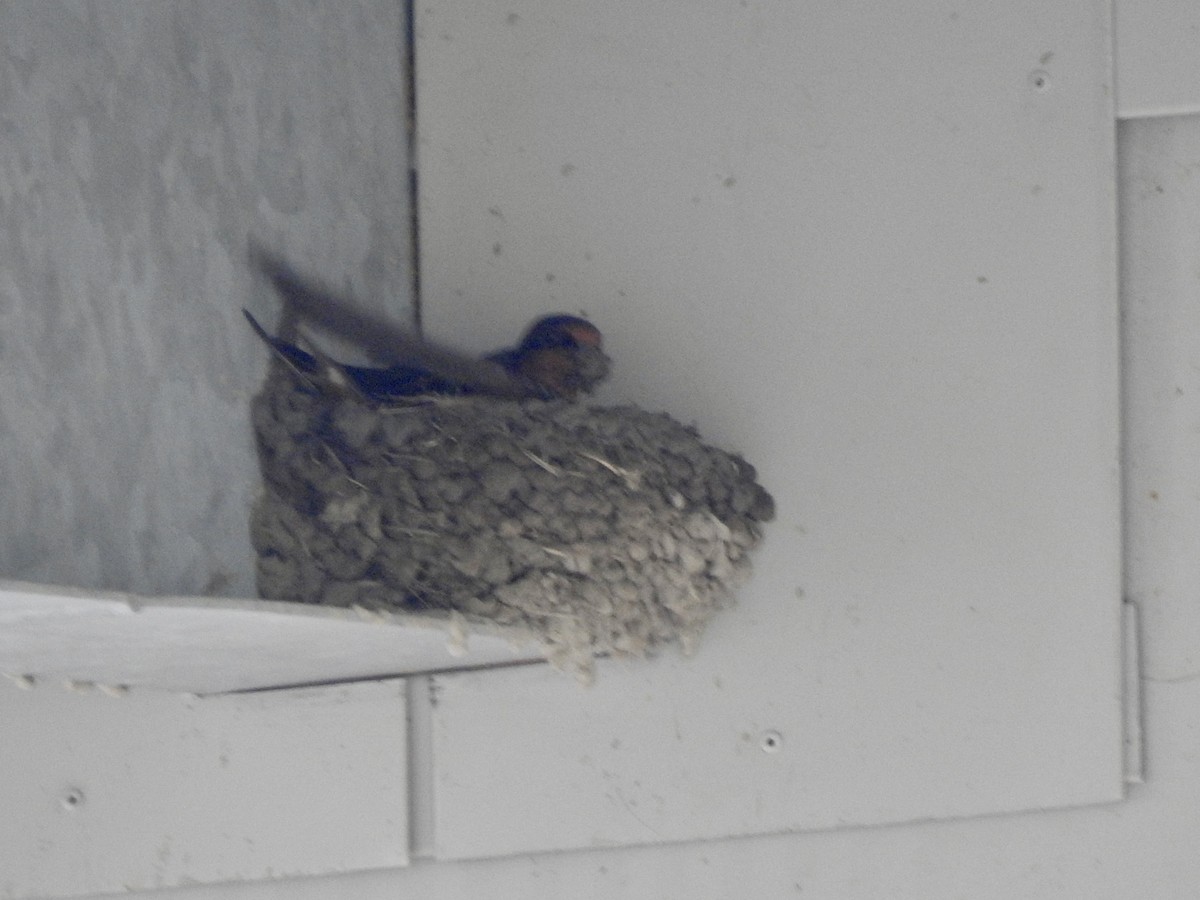 Barn Swallow - ML638025933