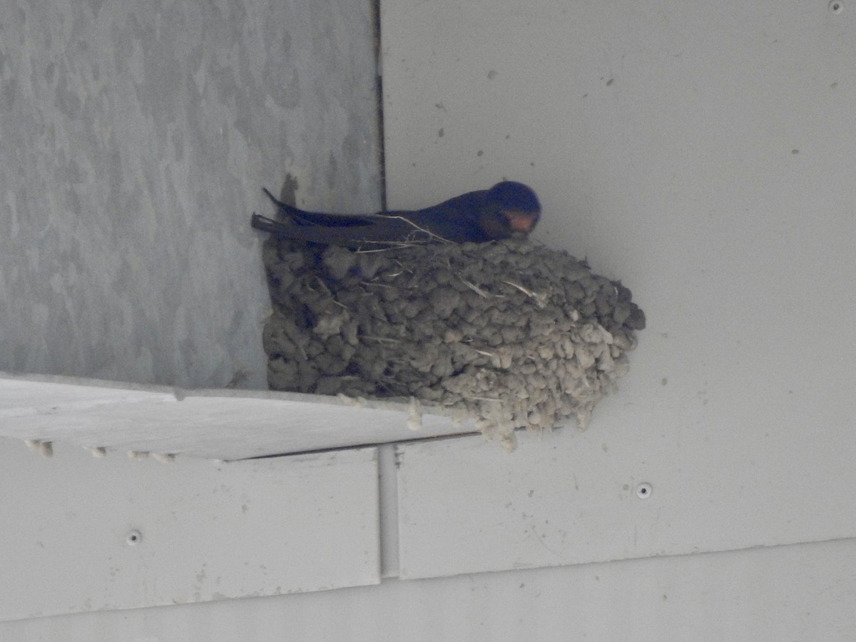 Barn Swallow - ML638025936