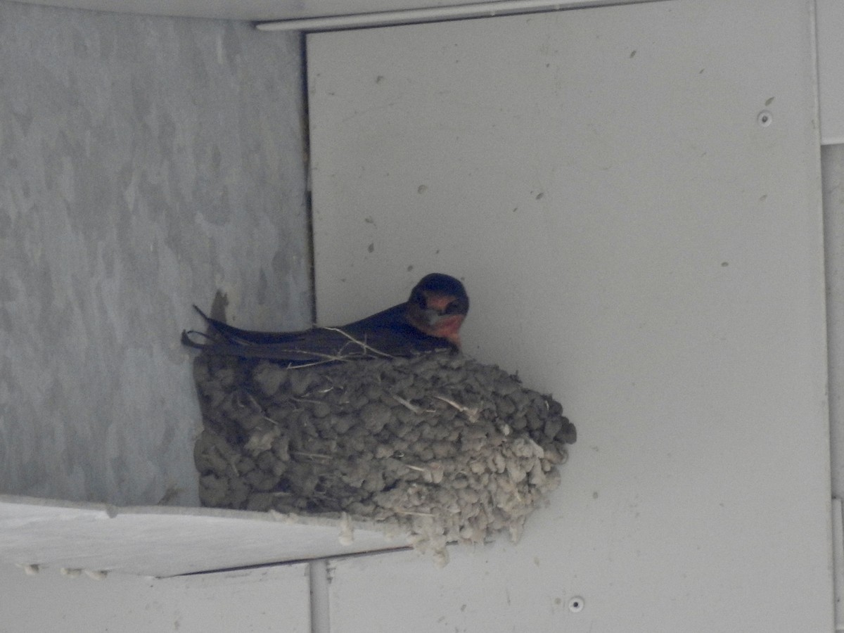 Barn Swallow - ML638025938