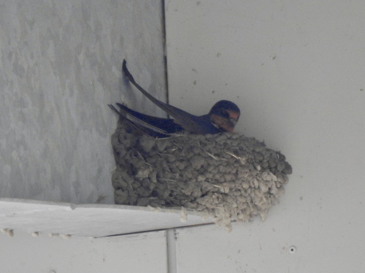 Barn Swallow - ML638025942