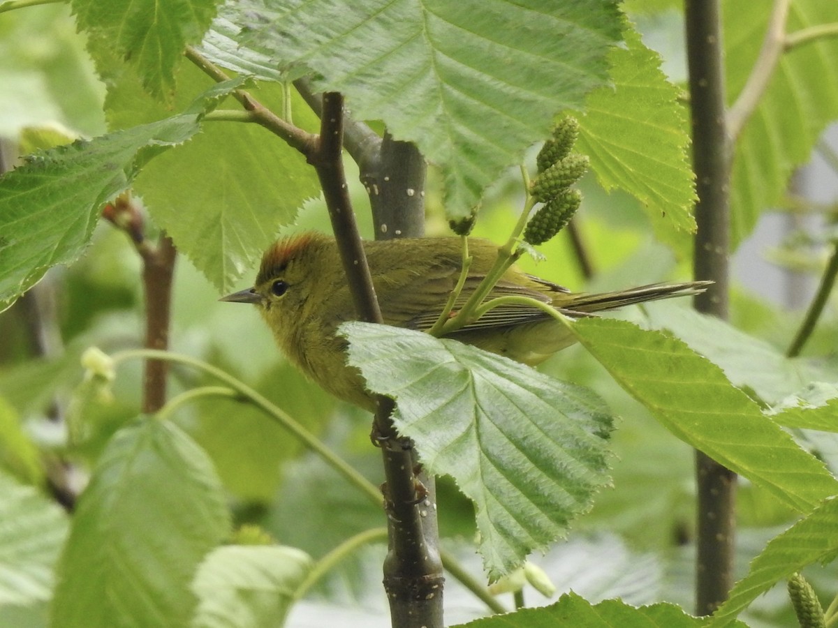 Orange-crowned Warbler - ML638025947