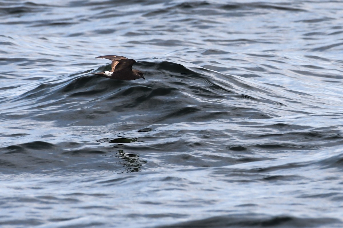 Band-rumped Storm-Petrel - ML638026003